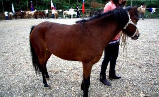 世界上最矮的馬