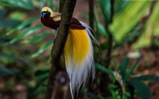 世界上最美麗的鳥，極樂鳥