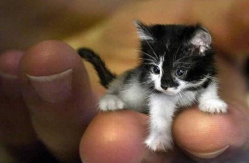 世界上最小的猫，世界上最小的猫的图片