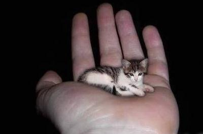 世界上最小的猫，世界上最小的猫的图片
