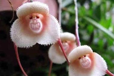 盘点地球上9种最怪的花 日展出猴脸兰花