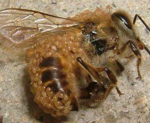 动物界的行走肉:被寄生蝇感染的僵蜜蜂图片