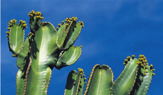 十种防辐射好的植物推荐，吊兰被誉为空气净化器