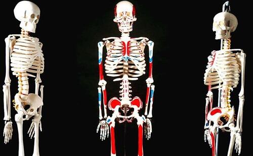 人体骨骼结构图 关于人体骨骼的十大事实你知道多少 参考之家