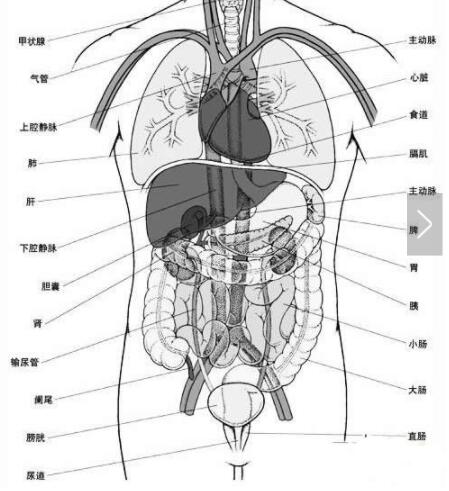 人体器官分布图：五脏六腑高清图片大全