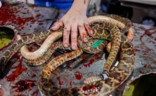 中国八三年蛇灾图片